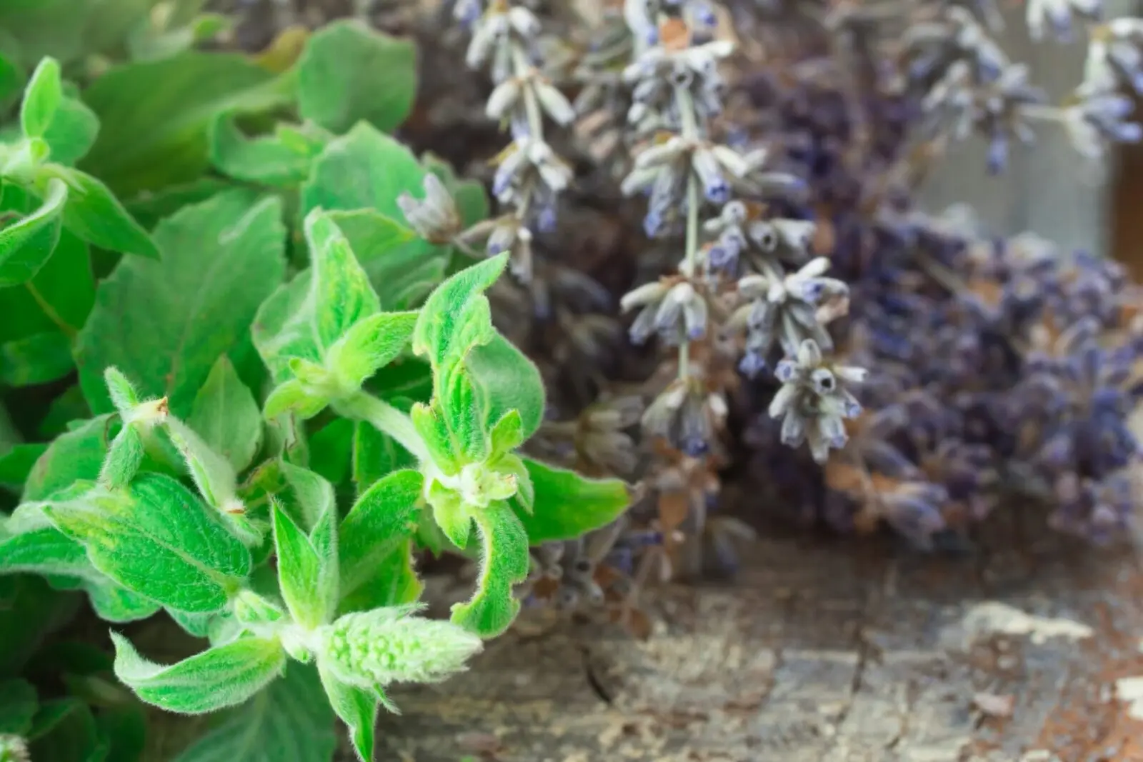 Lavender & Mint Spa Set - Neo Naturelle